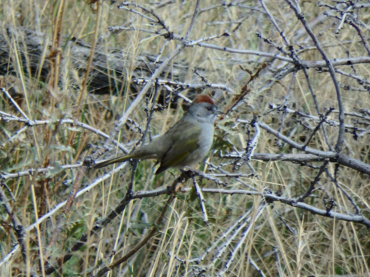 Green-tailed Towhee - ML20791261