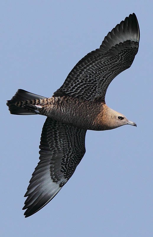 Pomarine Jaeger - Brandon Holden