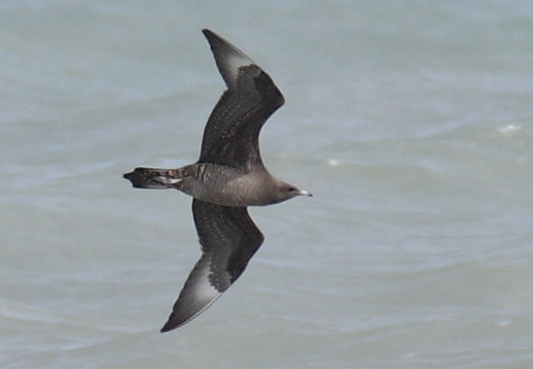 Parasitic Jaeger - Brandon Holden