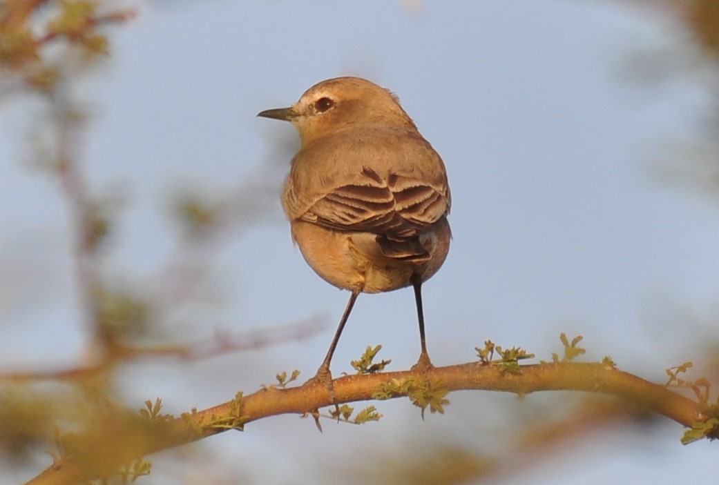 Northern Wheatear - ML207913381