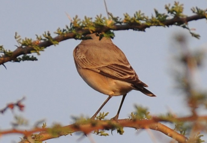 Northern Wheatear - ML207913401