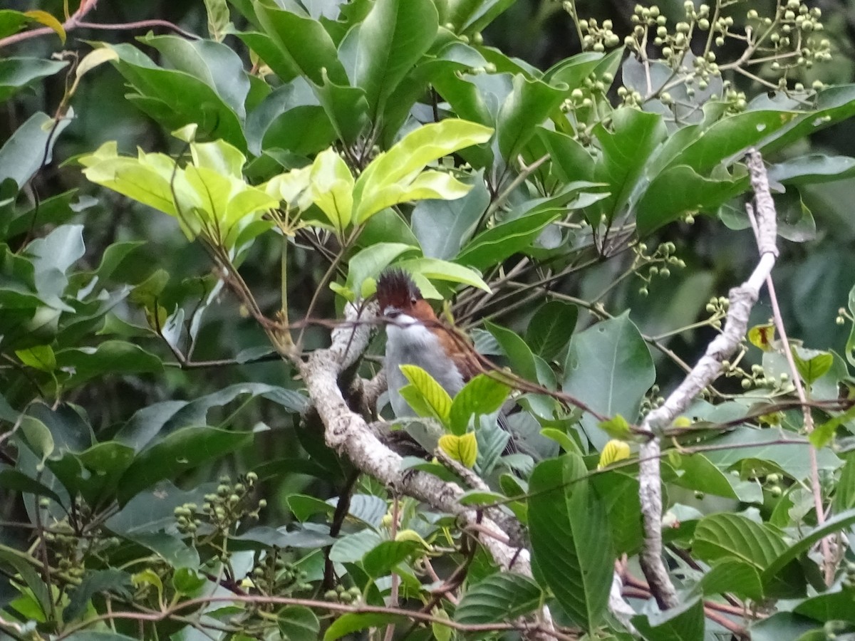 Chestnut Bulbul - Lam Chan