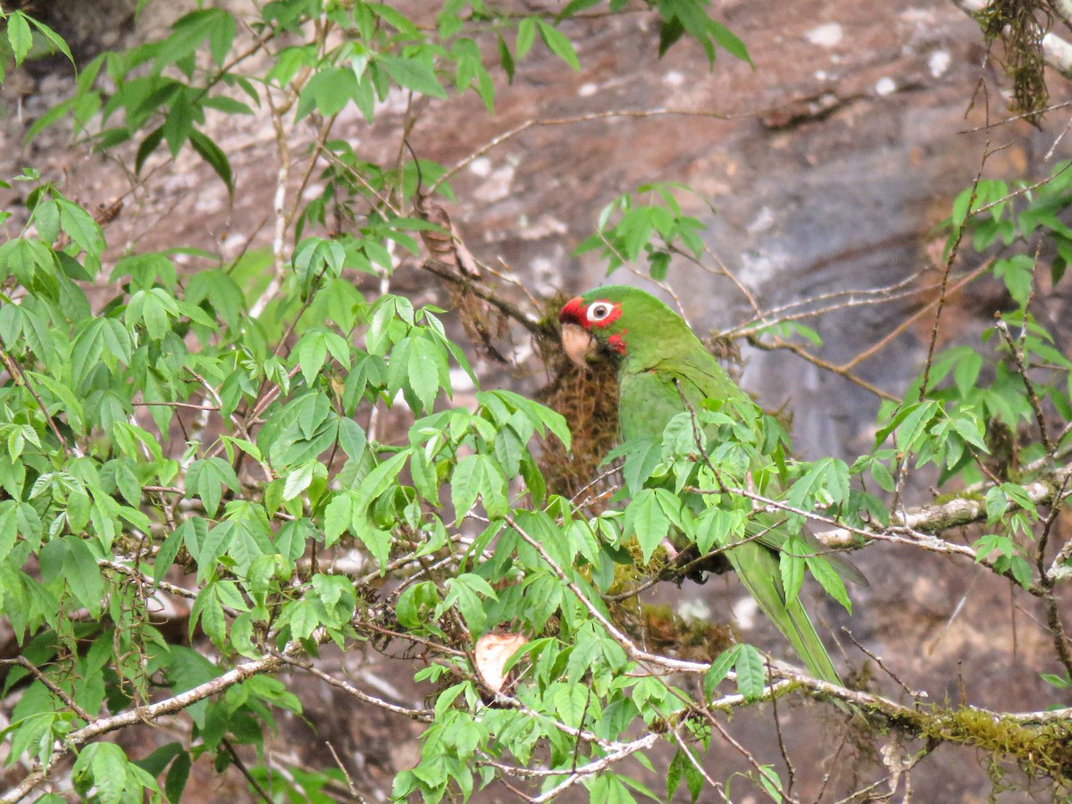 Mitred Parakeet - ML207914001