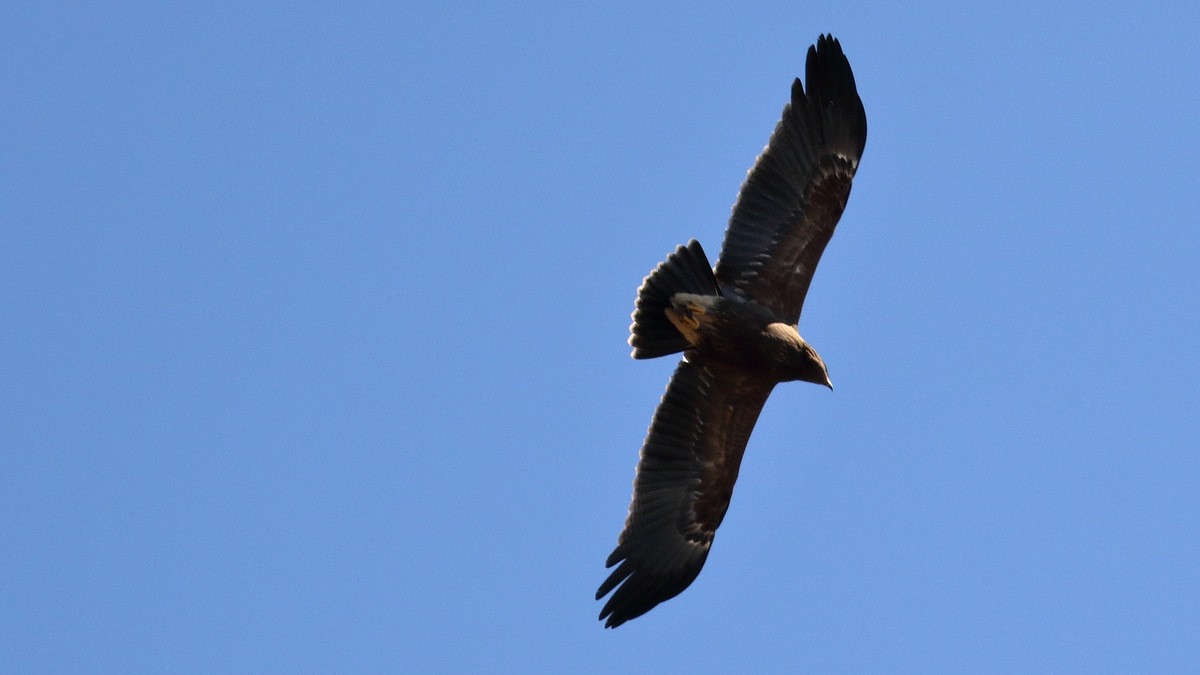 Lesser Spotted Eagle - ML207914211