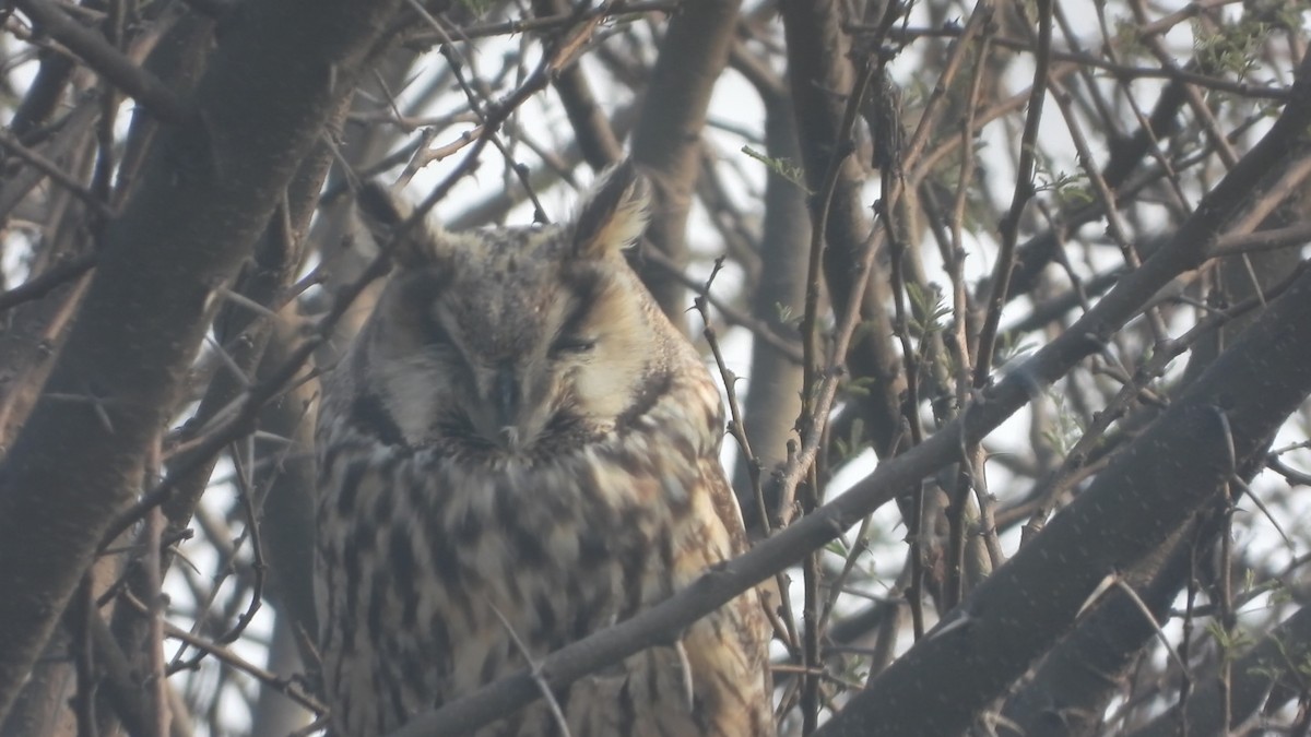 Long-eared Owl - ML207914761
