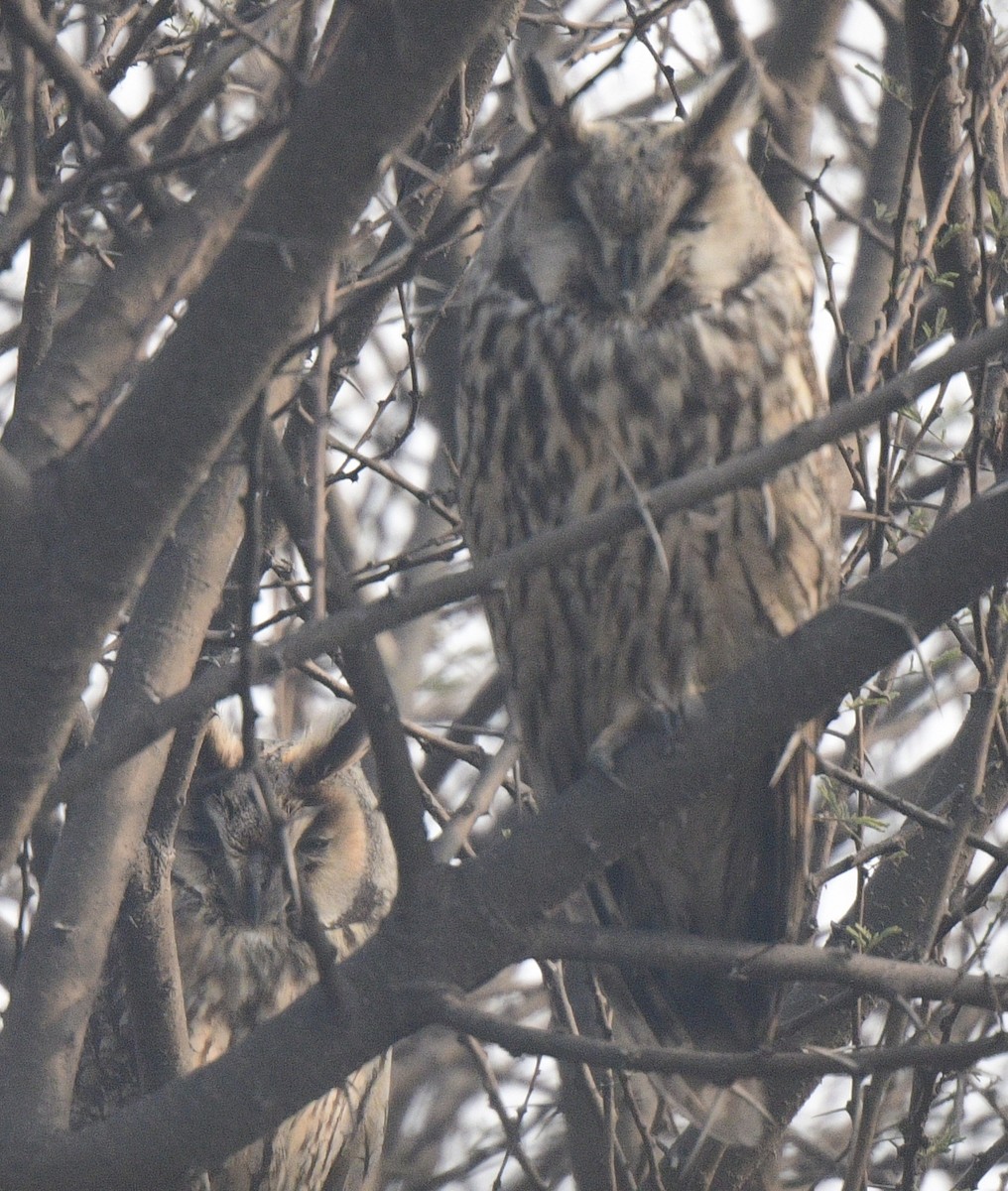 Long-eared Owl - ML207915841