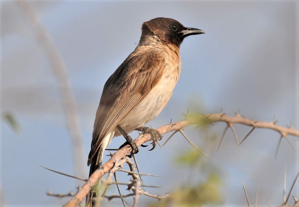 Bulbul Naranjero (somaliensis) - ML207917081