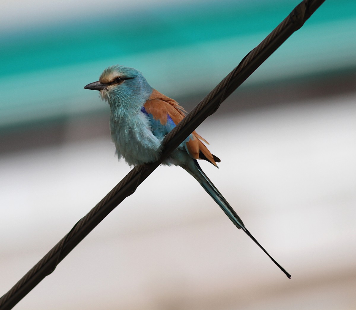 Abyssinian Roller - Xabier Remirez
