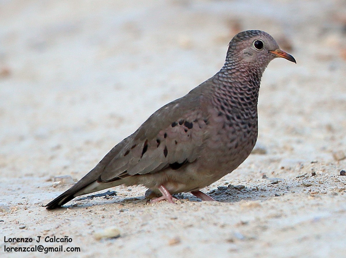 Common Ground Dove - ML207918031