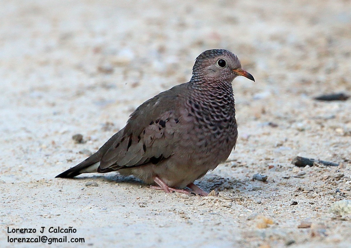 Common Ground Dove - Lorenzo Calcaño