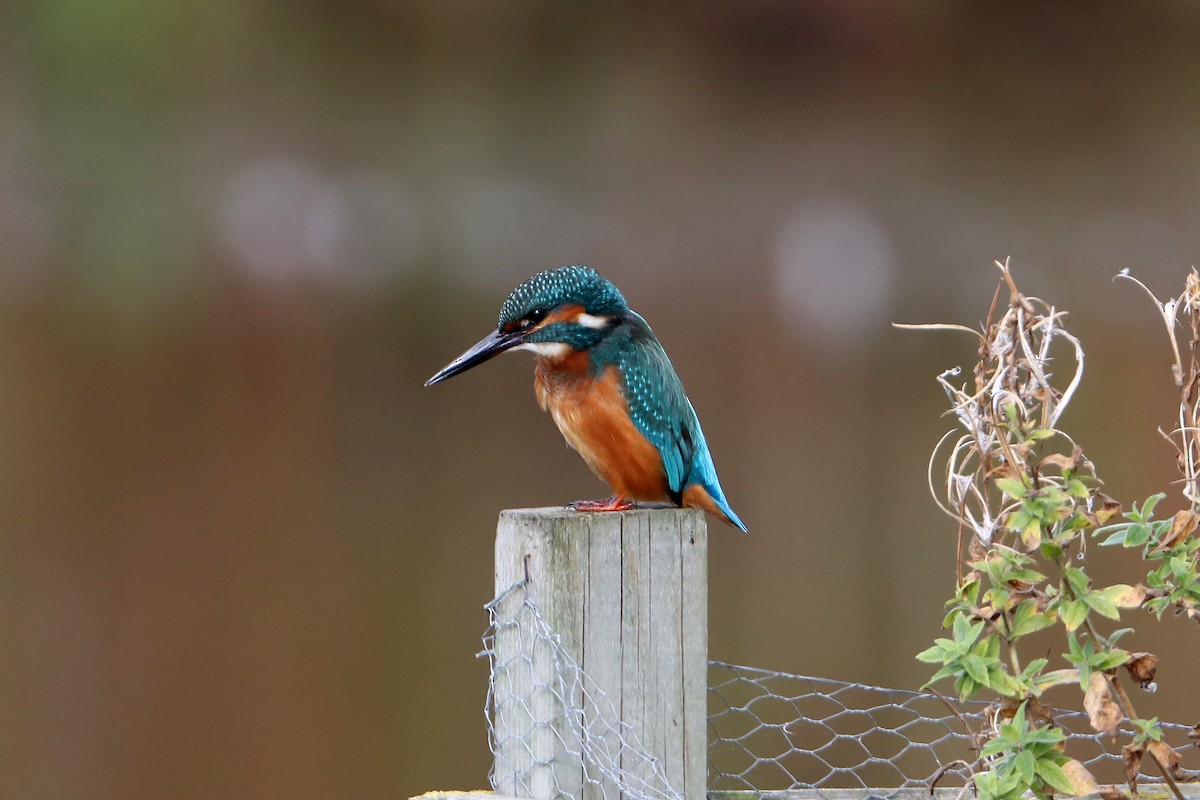 Common Kingfisher - ML207918741