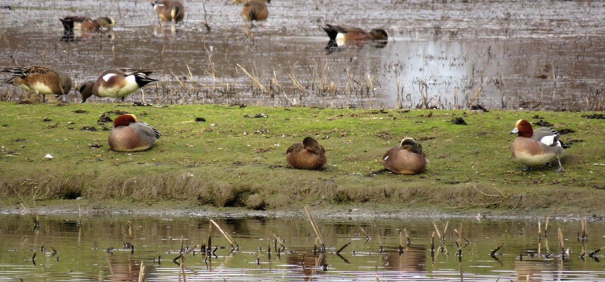 Eurasian Wigeon - ML207920711