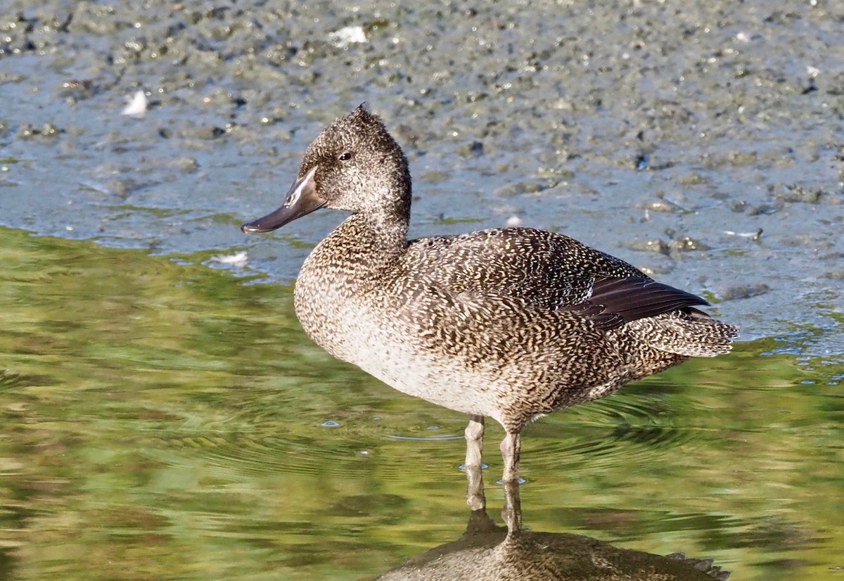 Freckled Duck - Ken Glasson