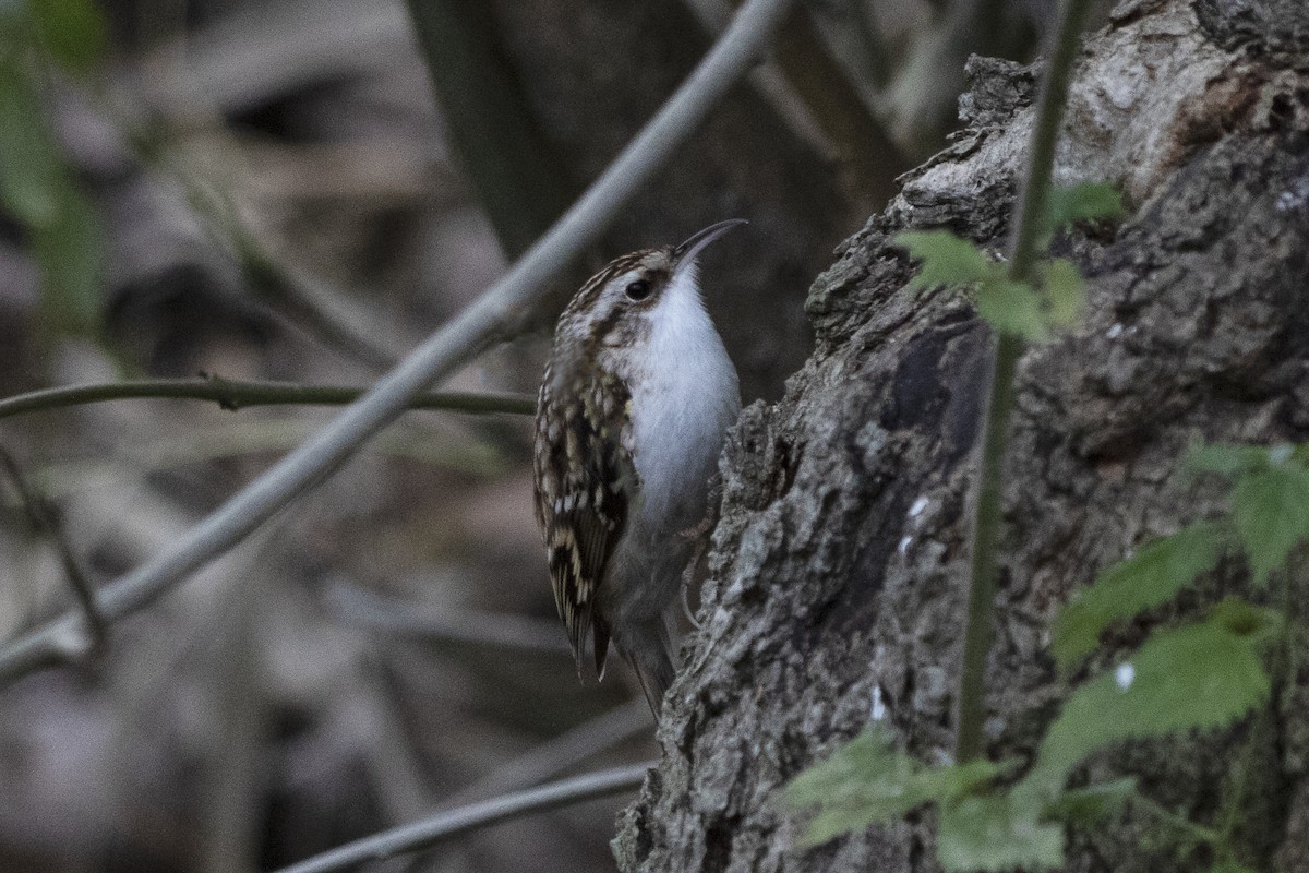 Eurasian Treecreeper - ML207921711