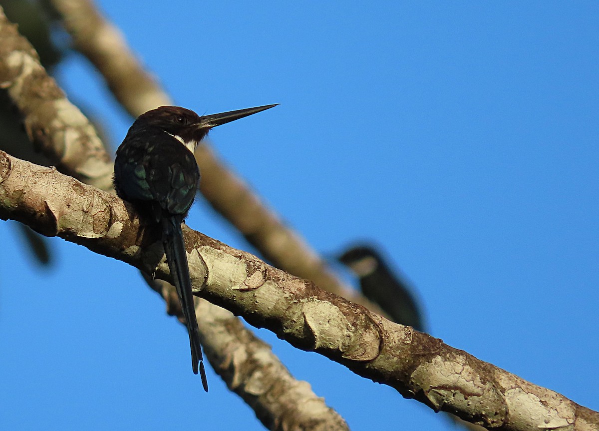 Jacamar à longue queue - ML207922861