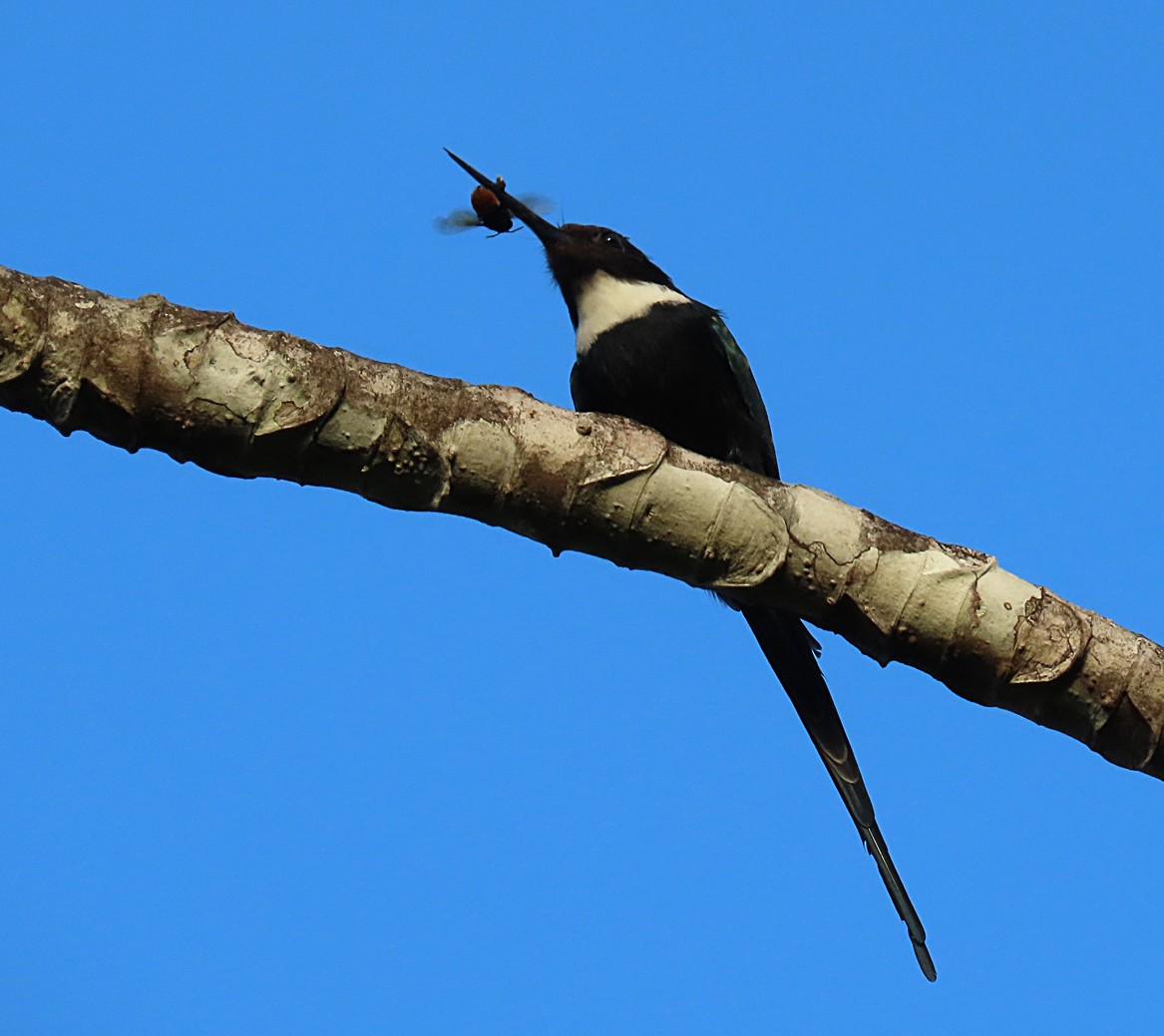 Jacamar à longue queue - ML207922881