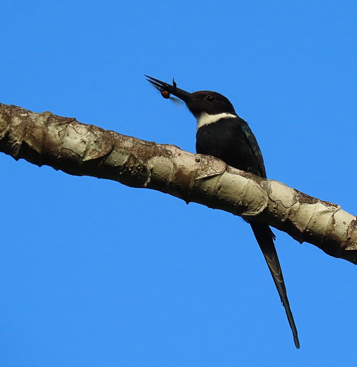 Jacamar à longue queue - ML207922901