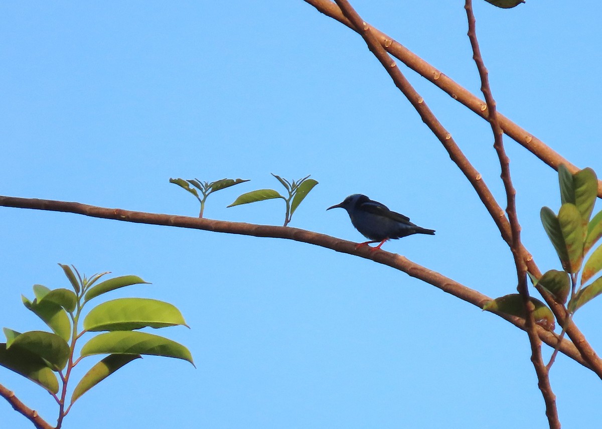 Red-legged Honeycreeper - ML207922971