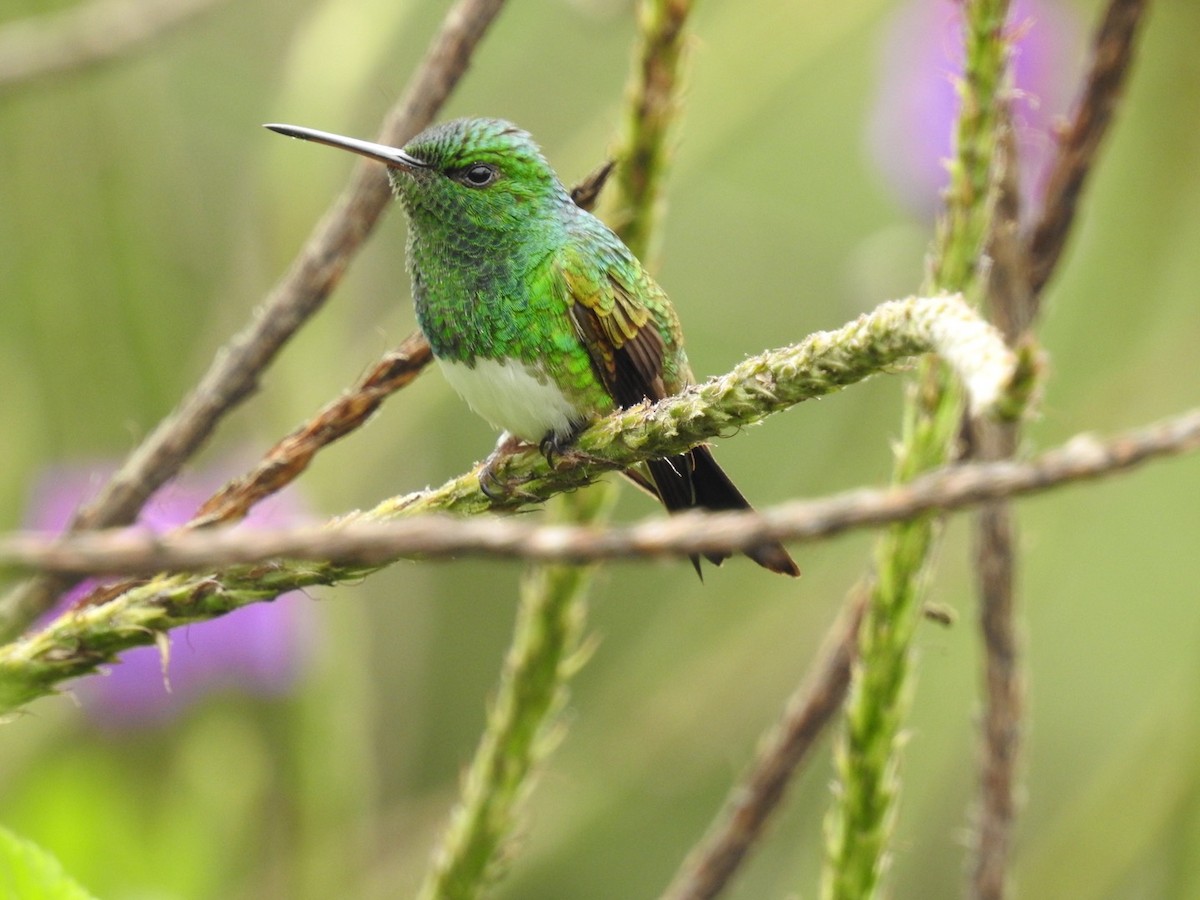 Snowy-bellied Hummingbird - Carlos Ulate