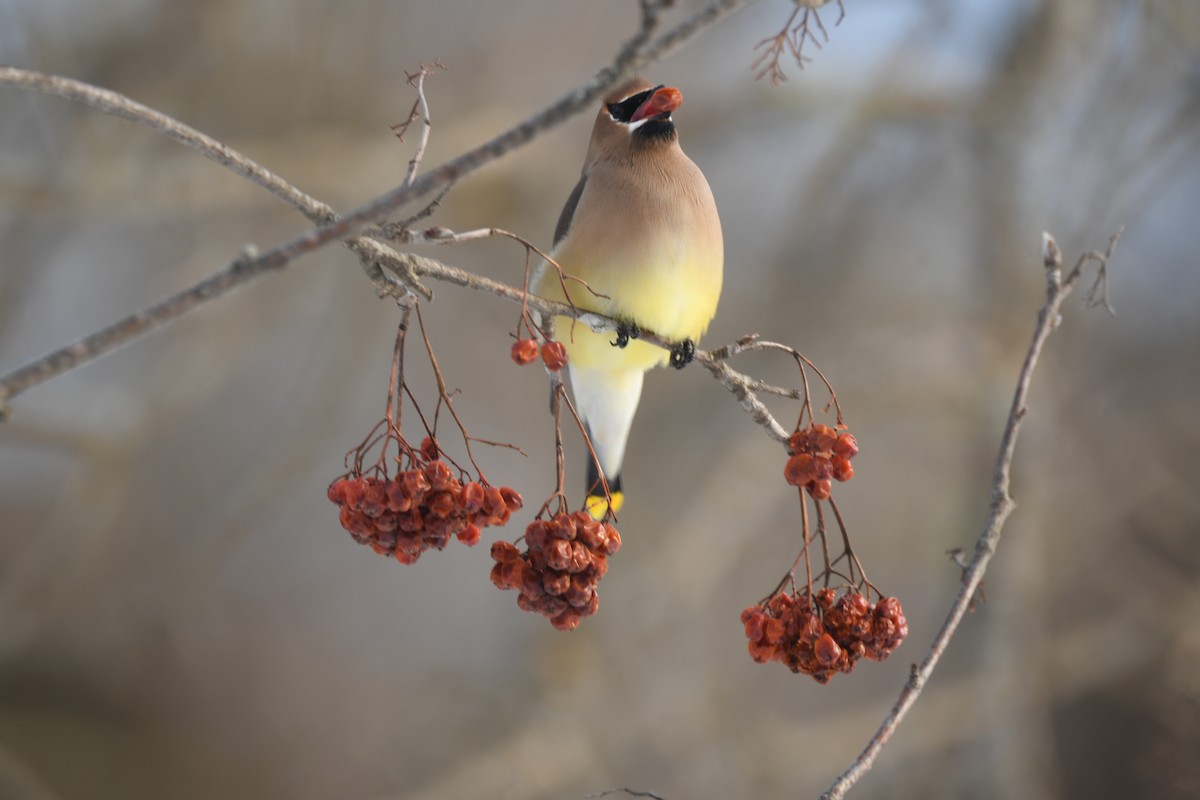 Cedar Waxwing - ML207924201