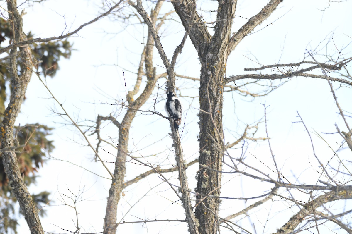 Hairy Woodpecker - ML207924351