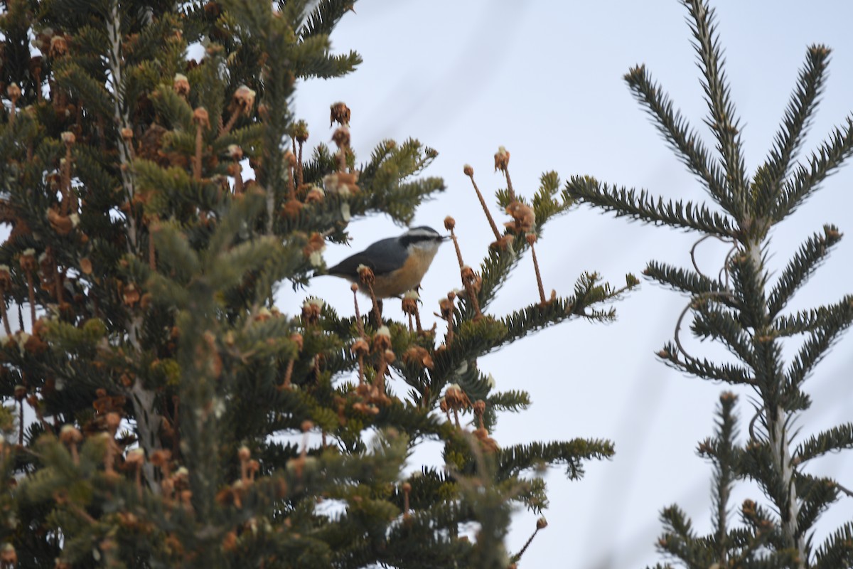 Red-breasted Nuthatch - ML207924721