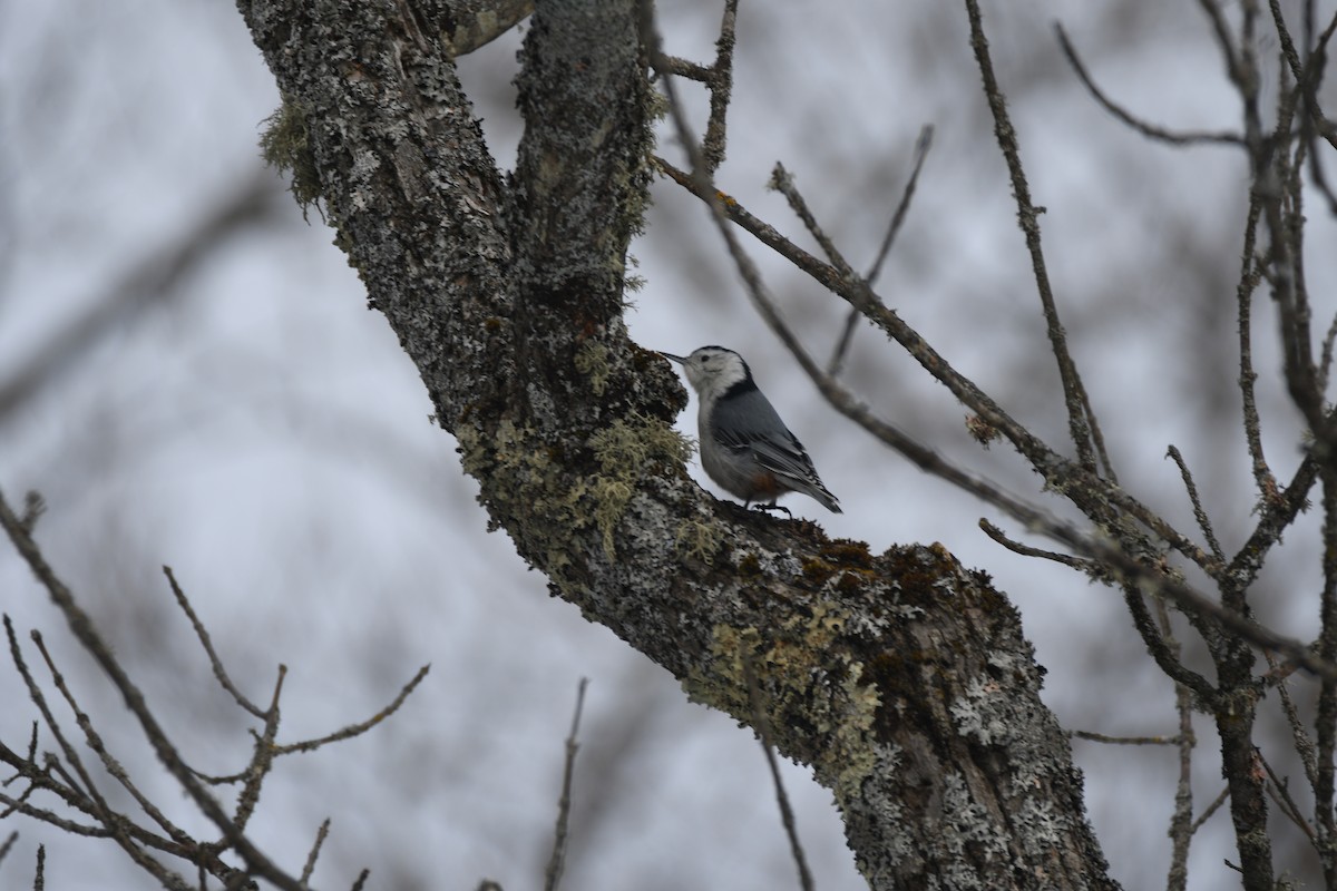 White-breasted Nuthatch - ML207924781