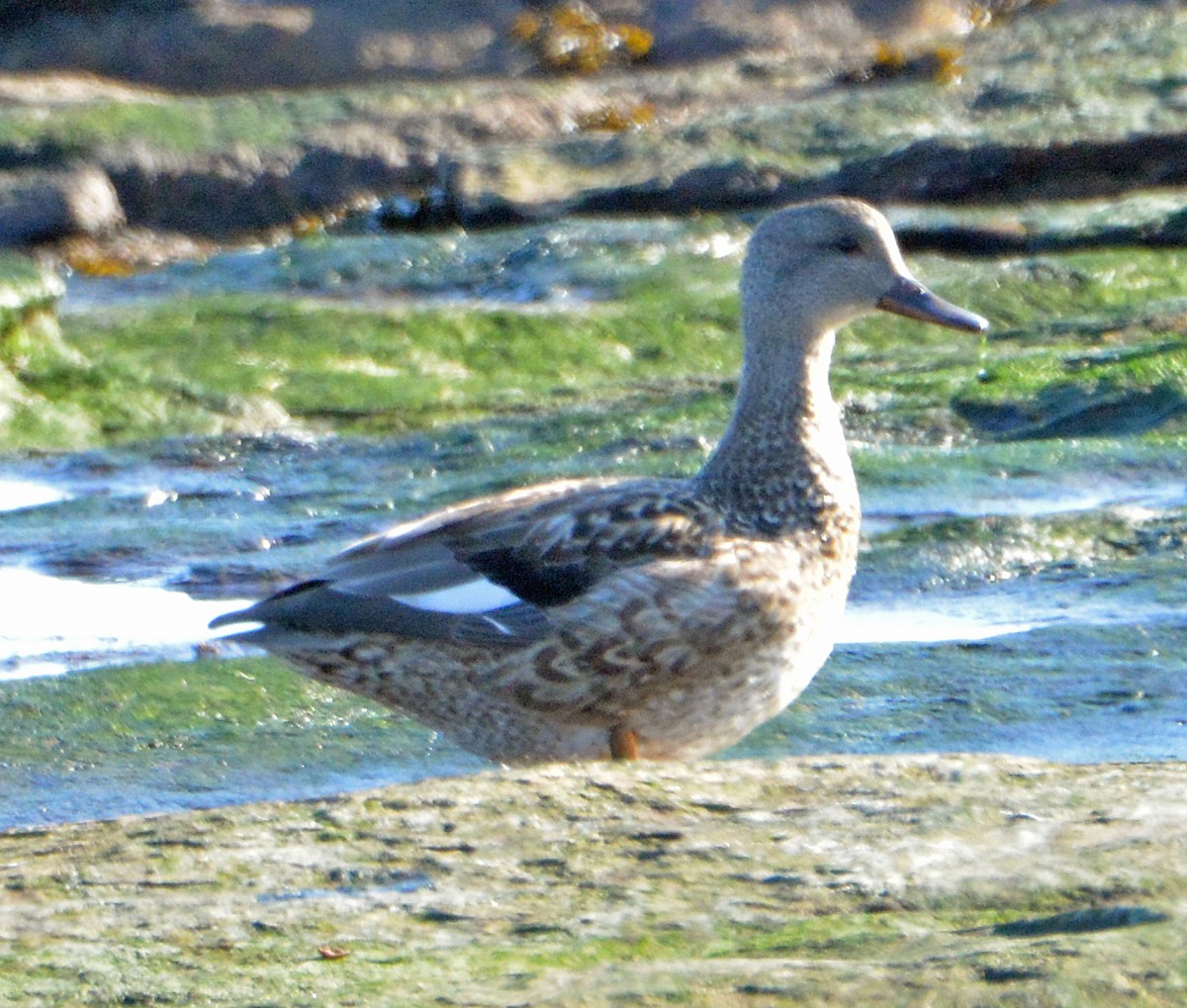 Gadwall - Michael J Good