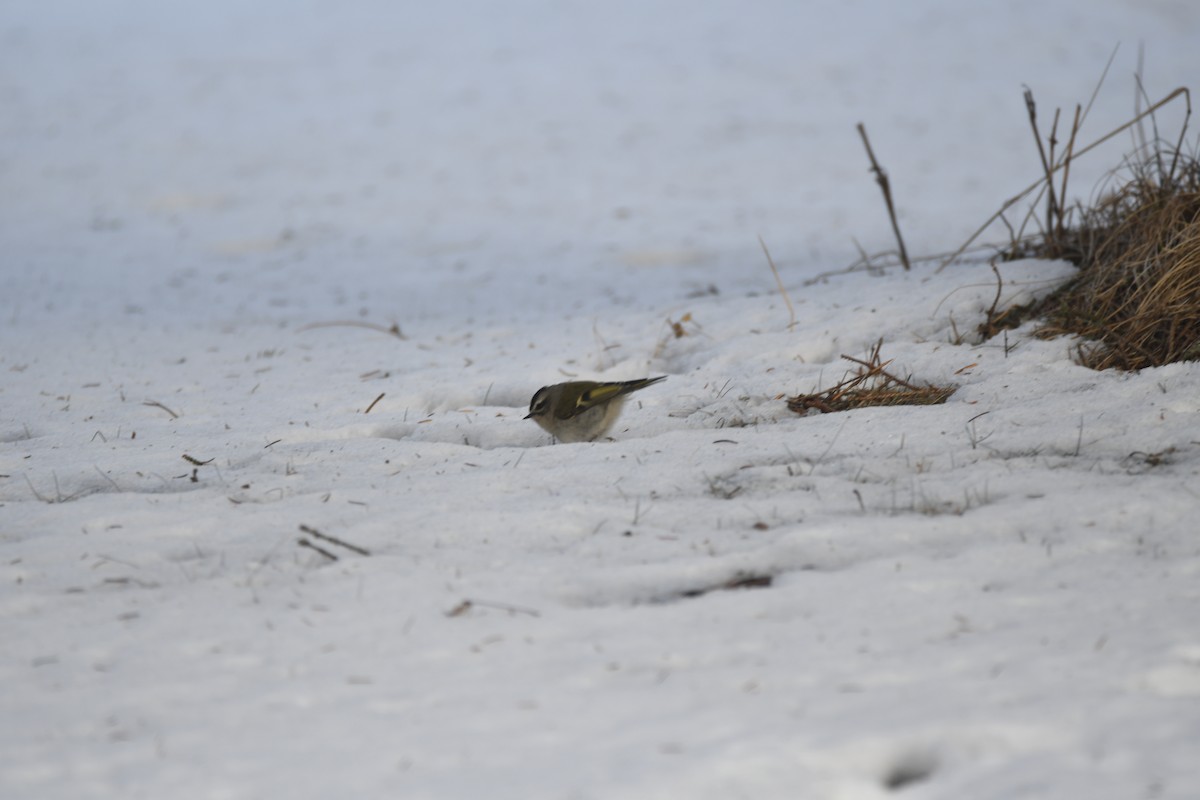 Golden-crowned Kinglet - Ryne Rutherford