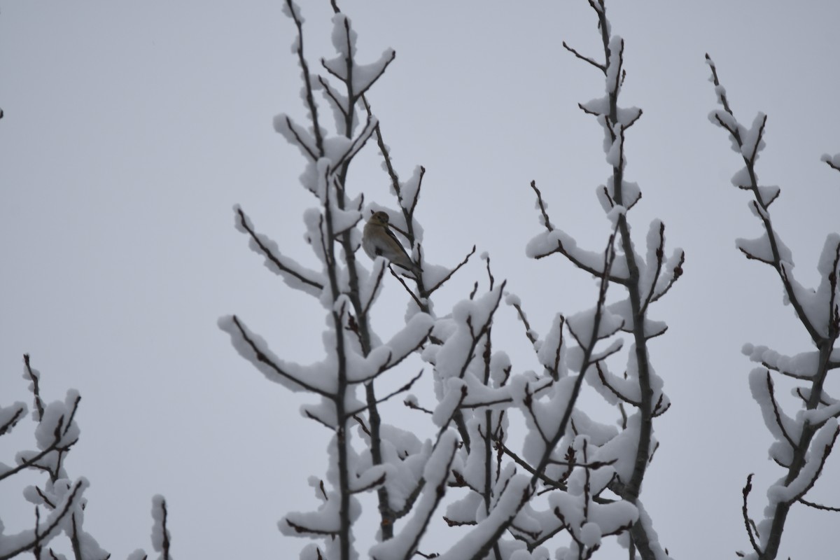 Black-capped Chickadee - ML207925951