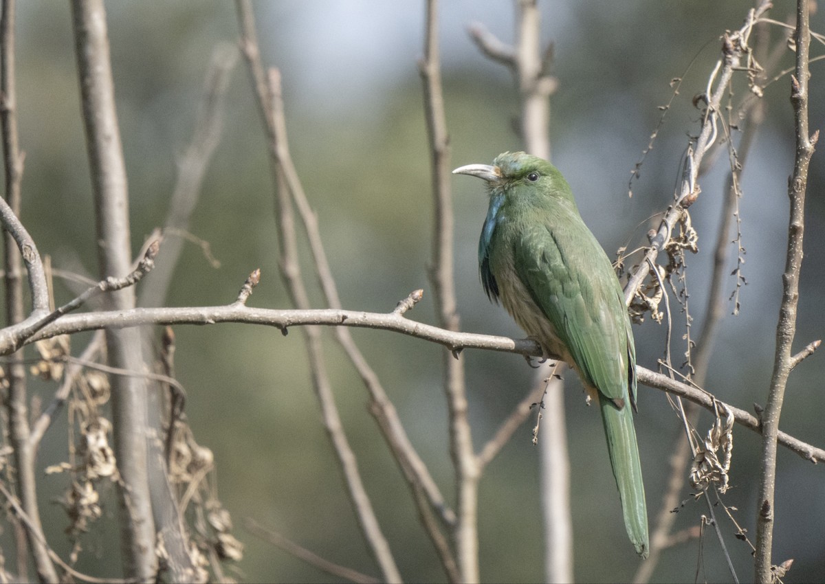 Blue-bearded Bee-eater - Sangyam Rumba