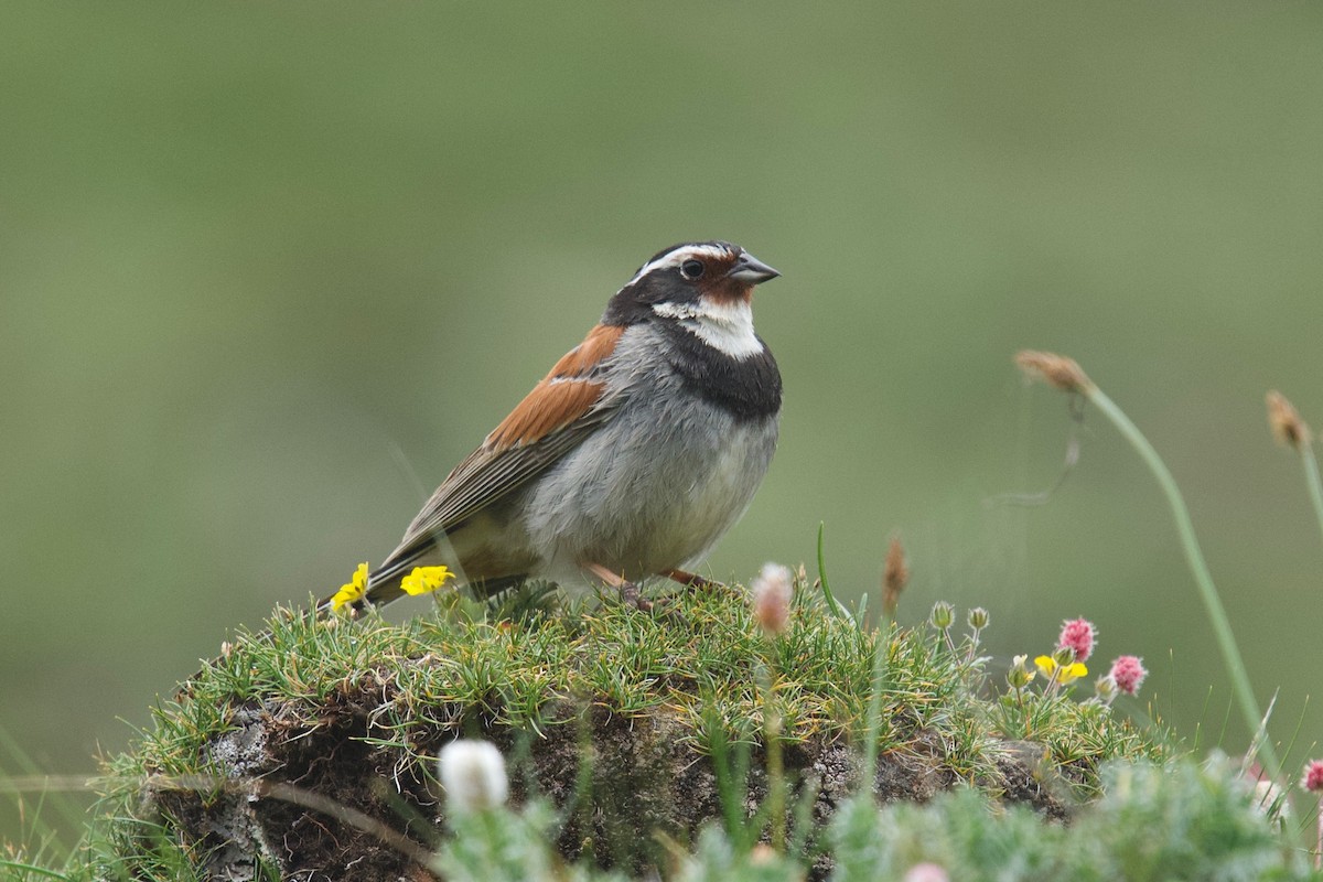 Tibetan Bunting - Anonymous