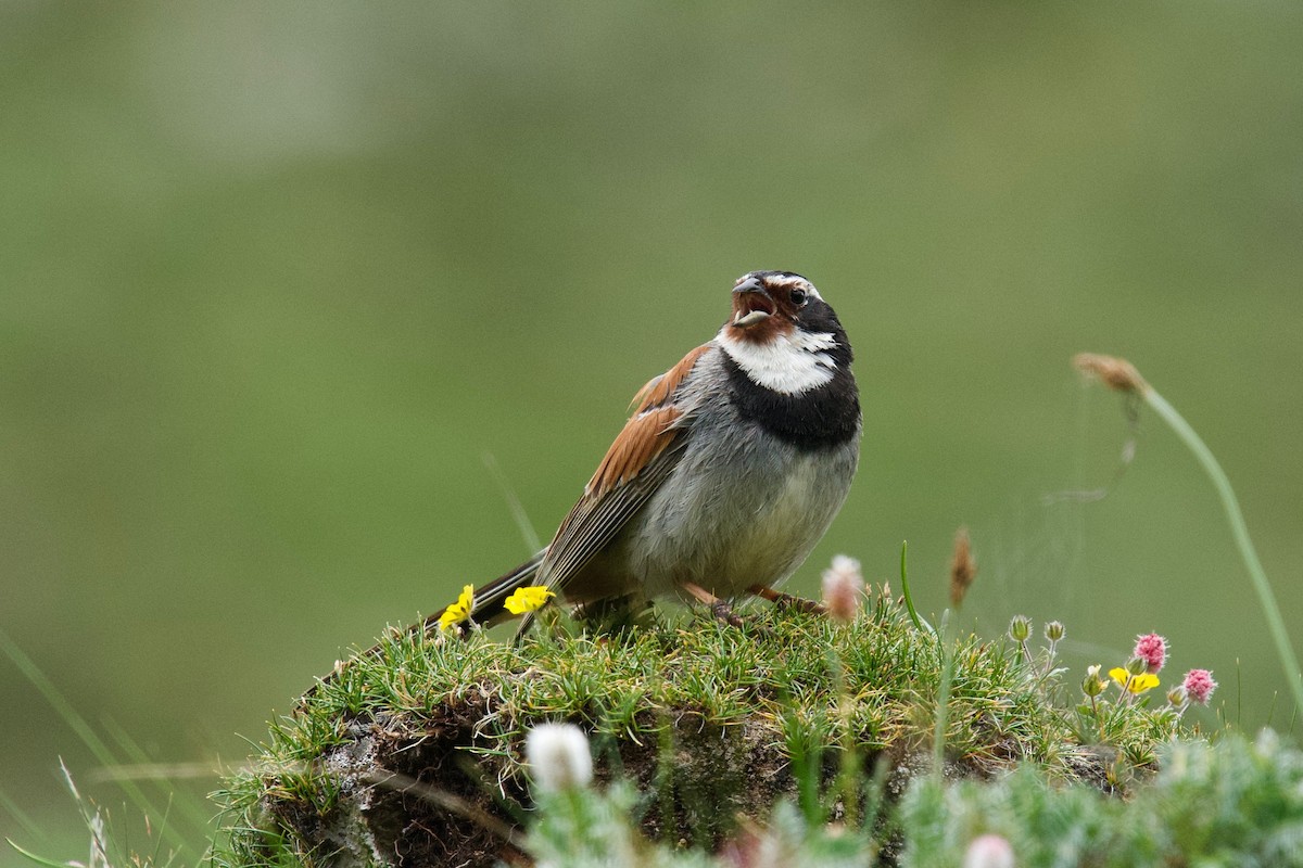 Tibetan Bunting - ML207926911