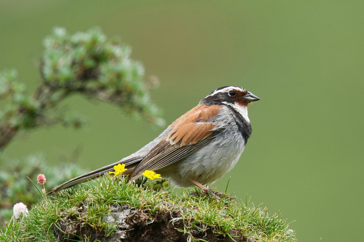 Tibetan Bunting - ML207926931