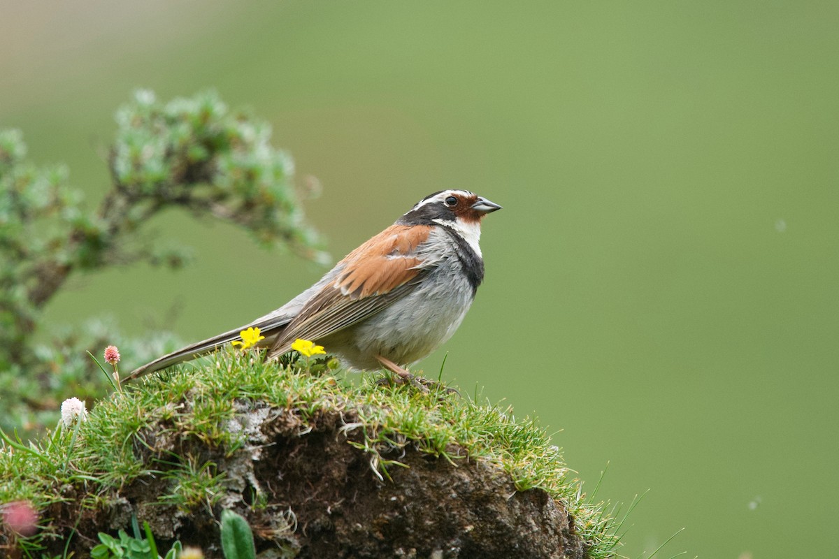 Tibetan Bunting - ML207926941