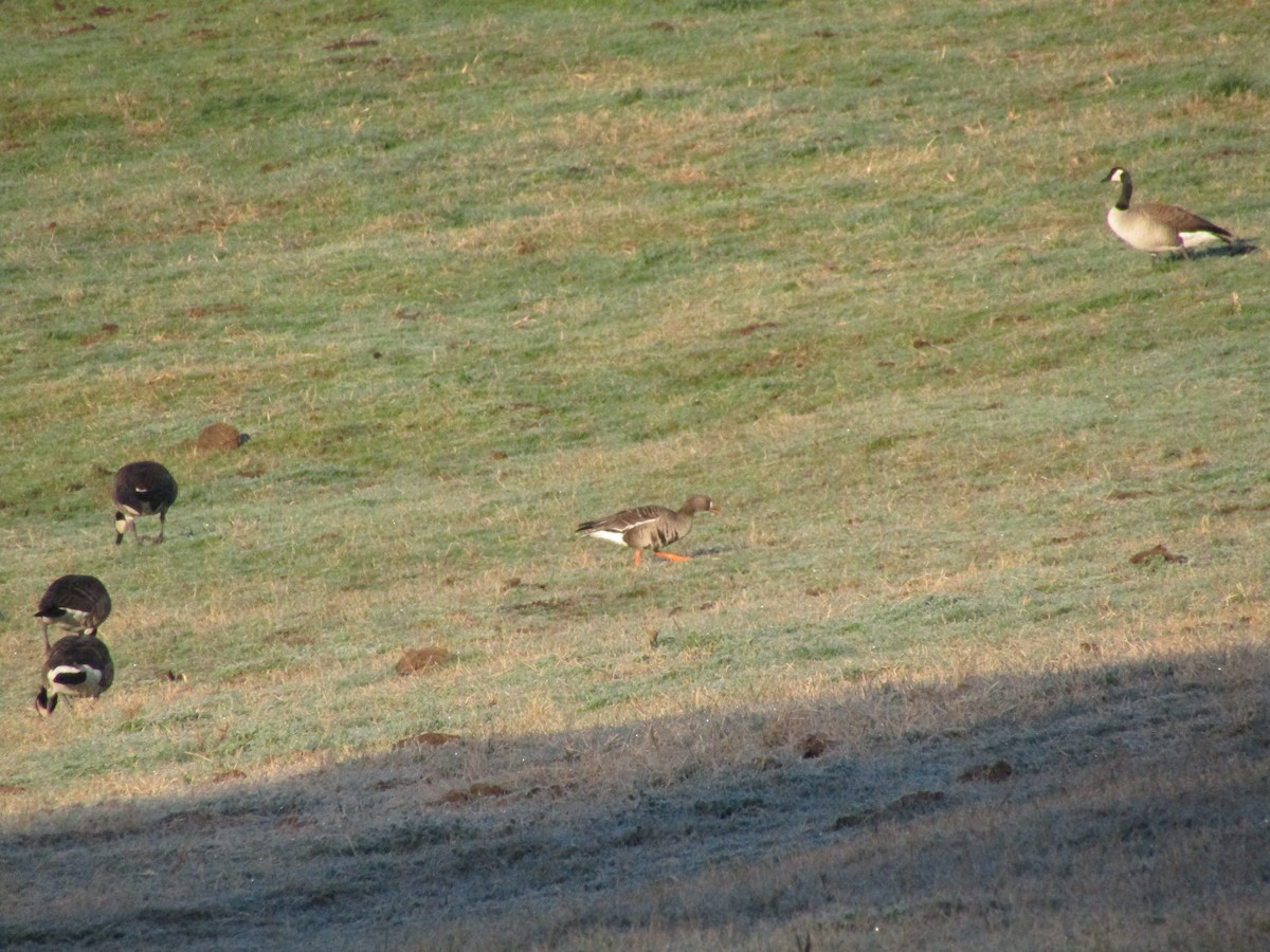 Greater White-fronted Goose - ML207929681