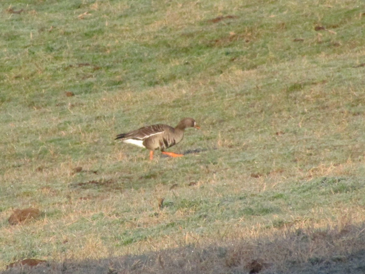 Greater White-fronted Goose - Isaac Ennis