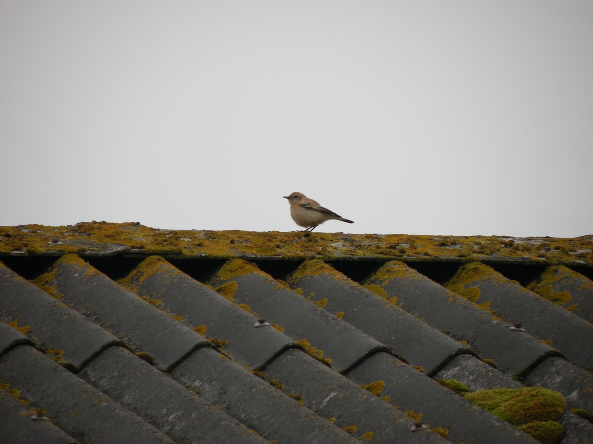 Western/Eastern Black-eared Wheatear - ML207930161