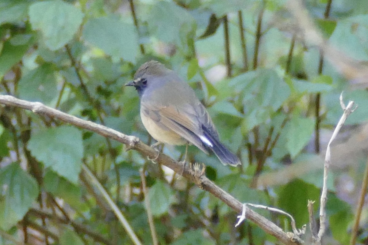 Rufous-gorgeted Flycatcher - ML207931421