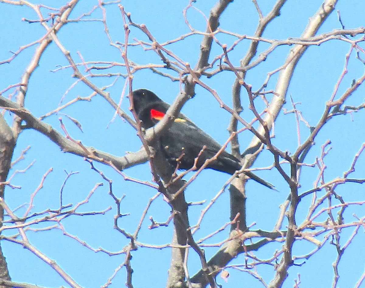 Red-winged Blackbird - ML207931831