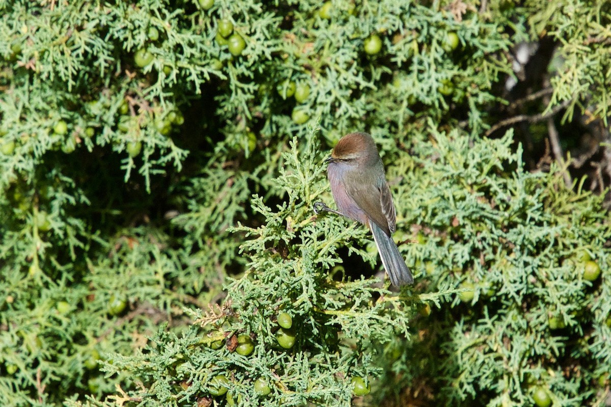 White-browed Tit-Warbler - Qin Huang