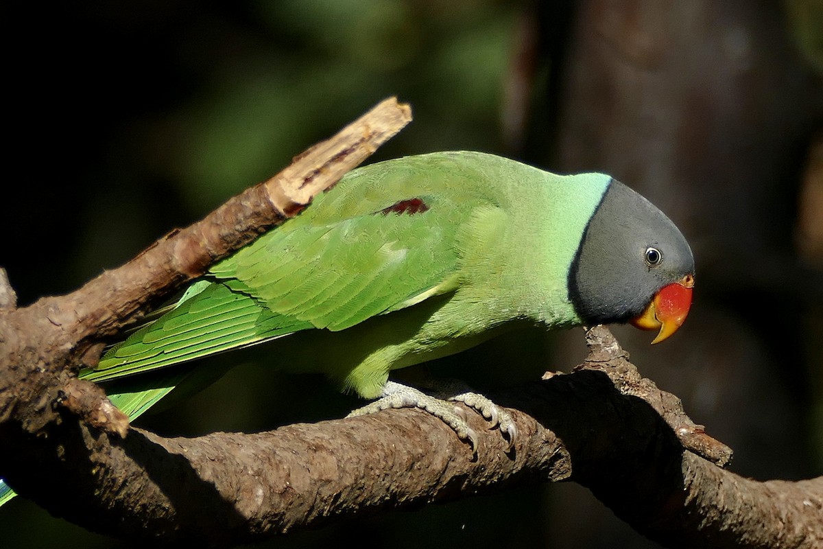 Slaty-headed Parakeet - ML207932901