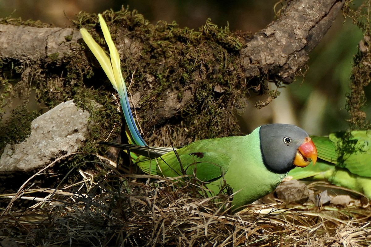 Slaty-headed Parakeet - ML207932961