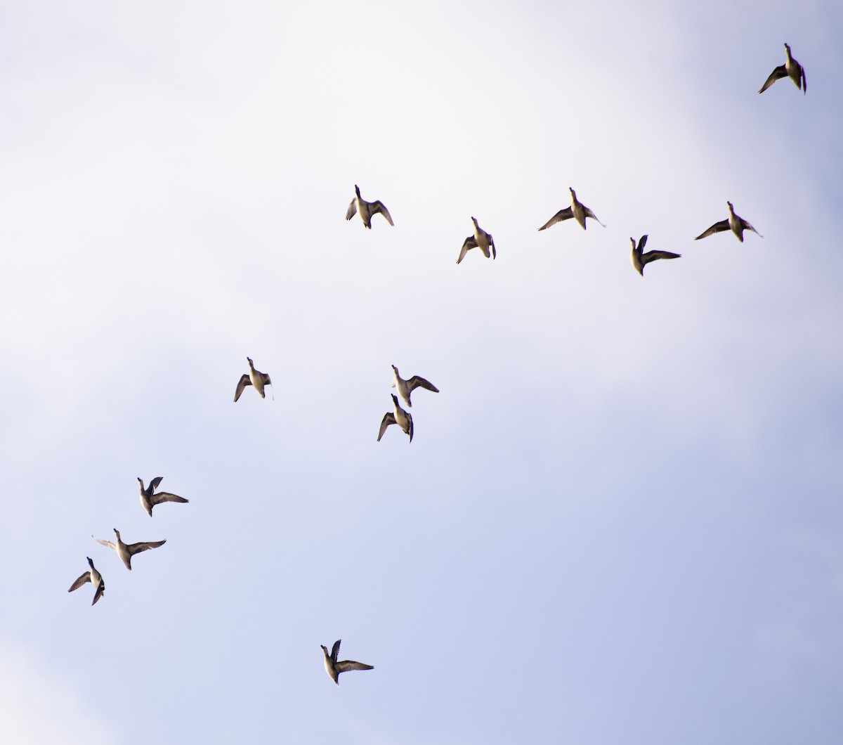 Green-winged Teal (Eurasian) - ML207933001