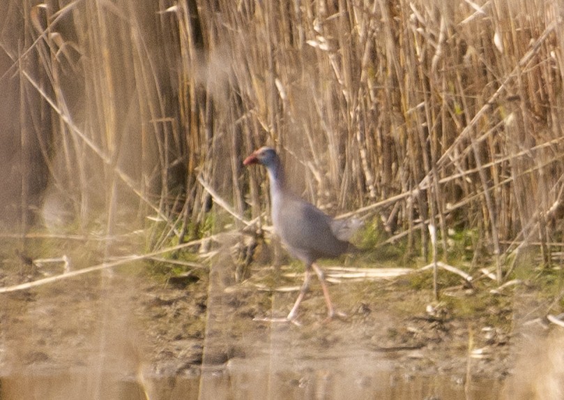 Gray-headed Swamphen - ML207933031