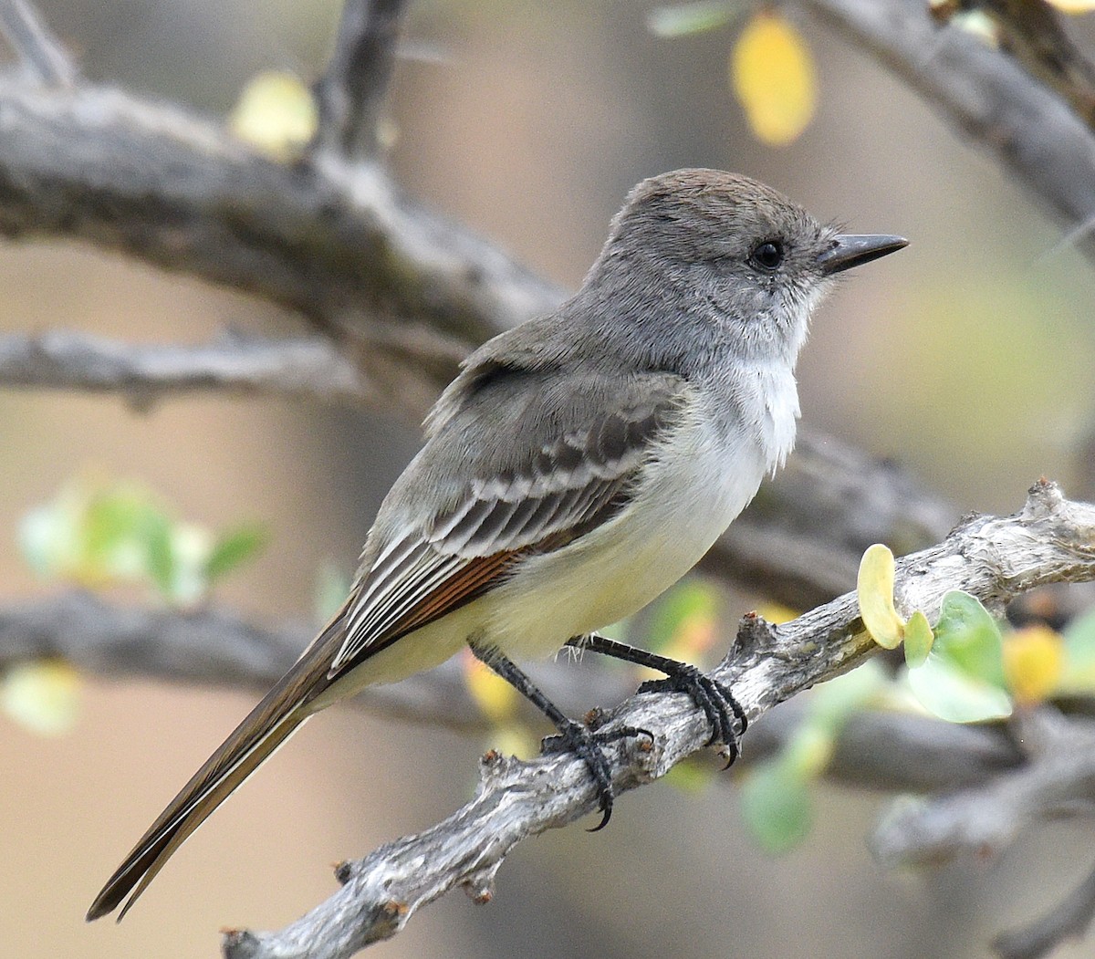 Ash-throated Flycatcher - ML207933261