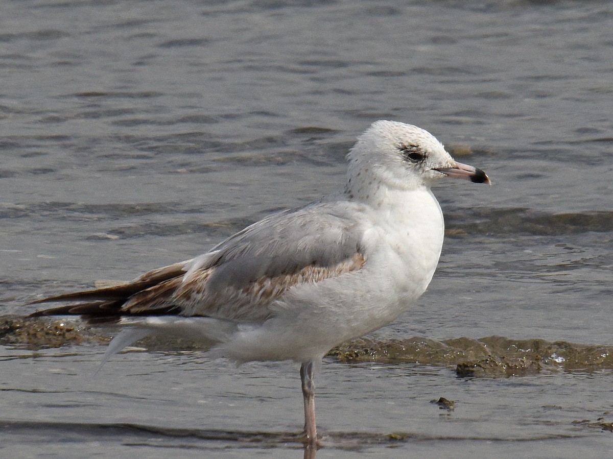 Ring-billed Gull - ML207933411