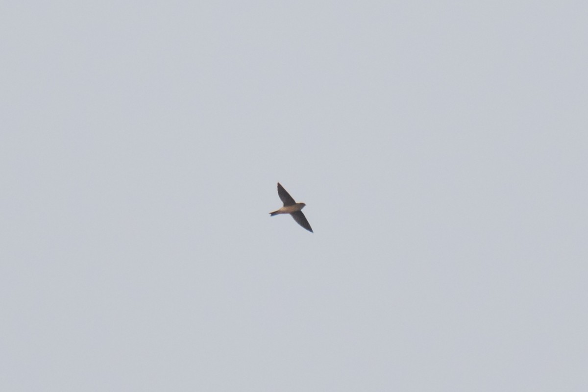 Himalayan Swiftlet - ML207936101