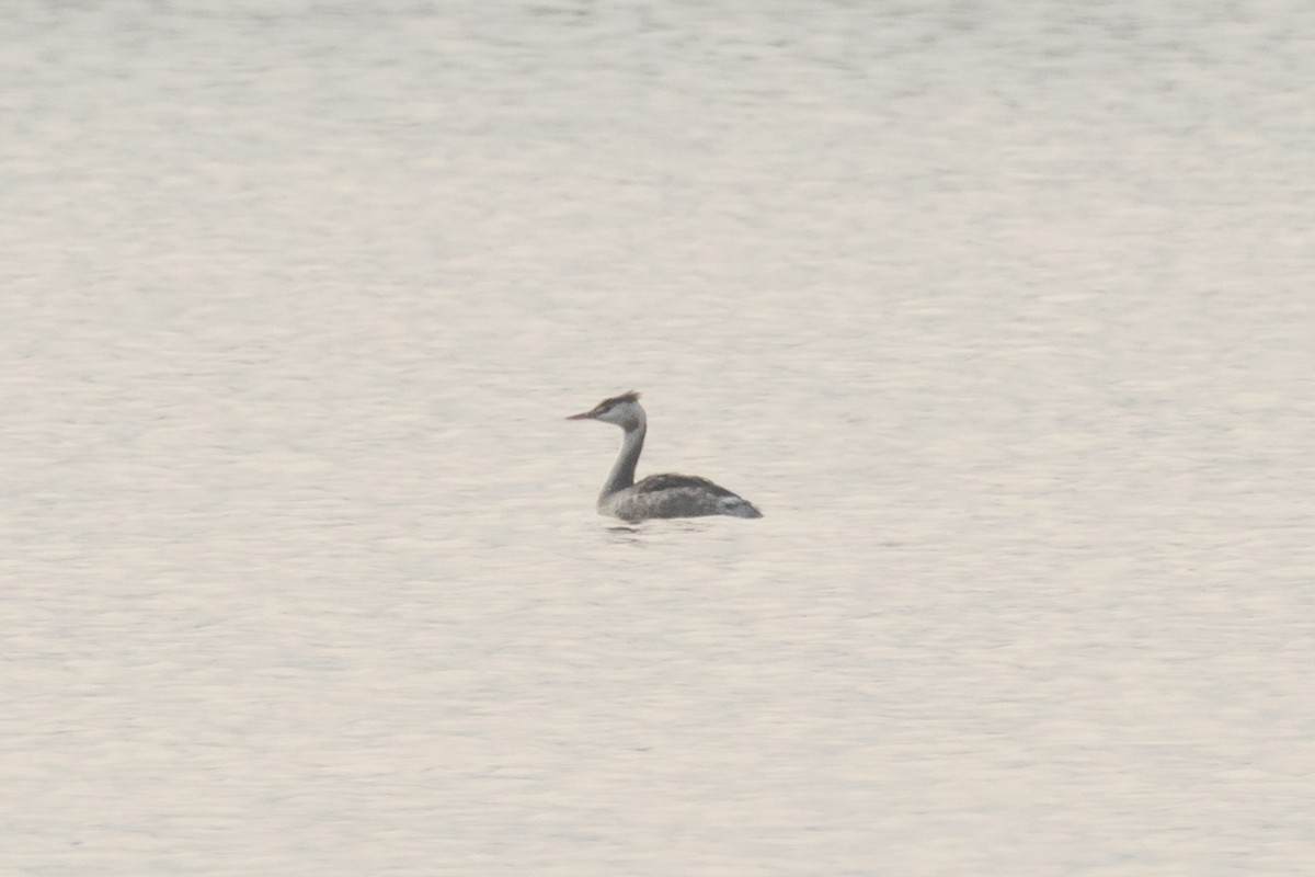 Great Crested Grebe - ML207936341