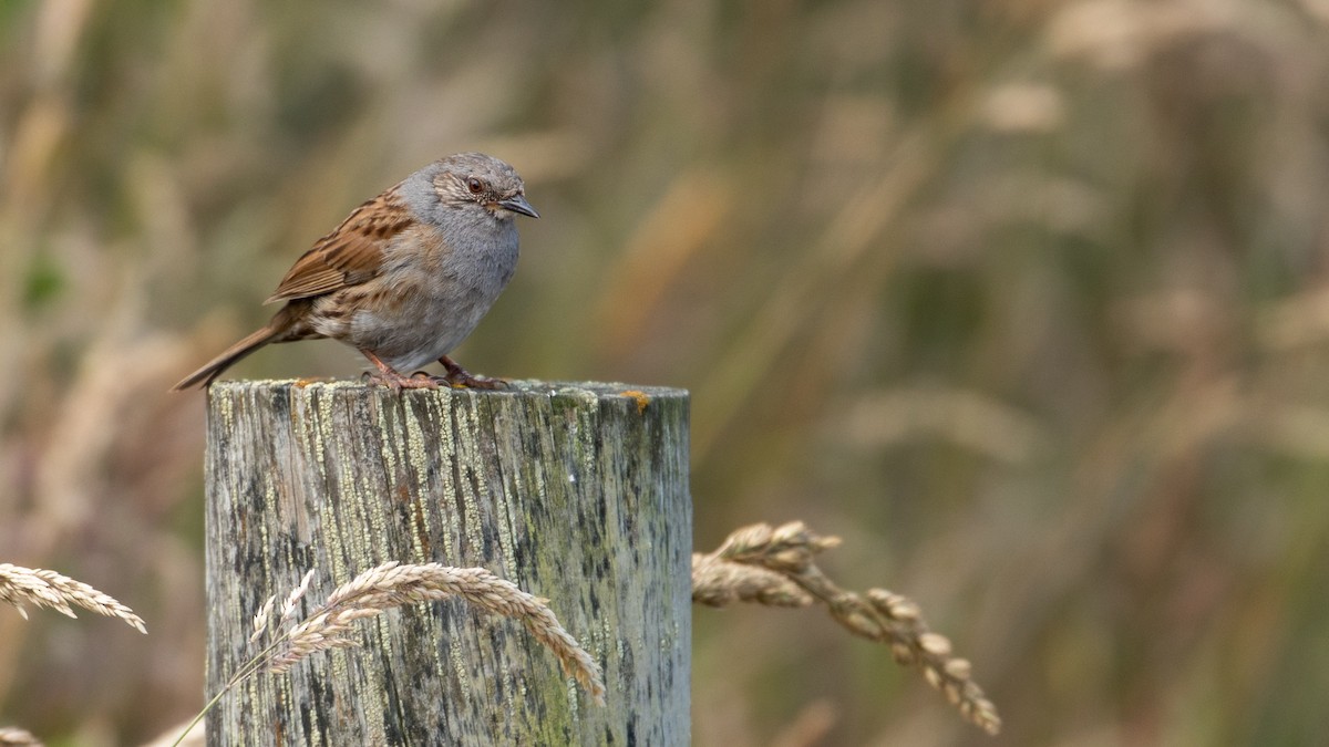 Dunnock - ML207940991